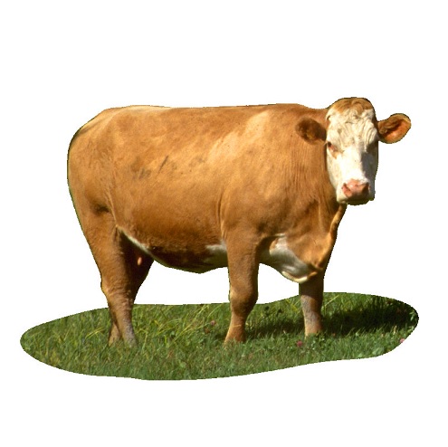 cow