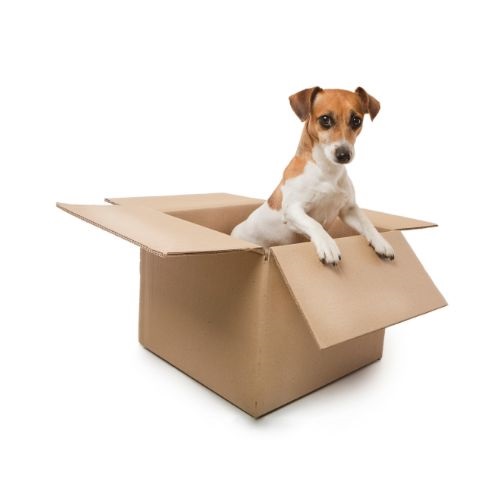 dog%20in%20box