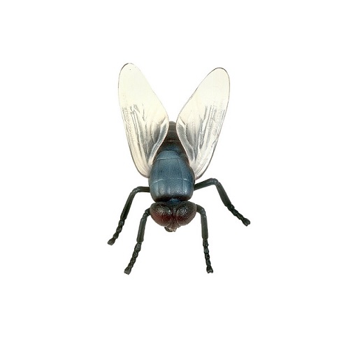 fly