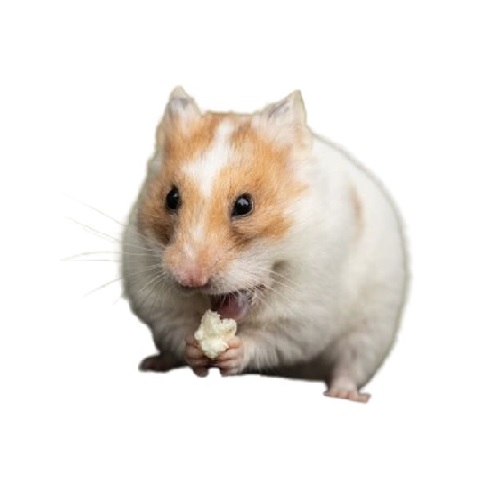 hamster.jpg