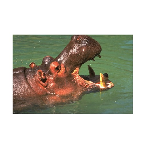 hippo