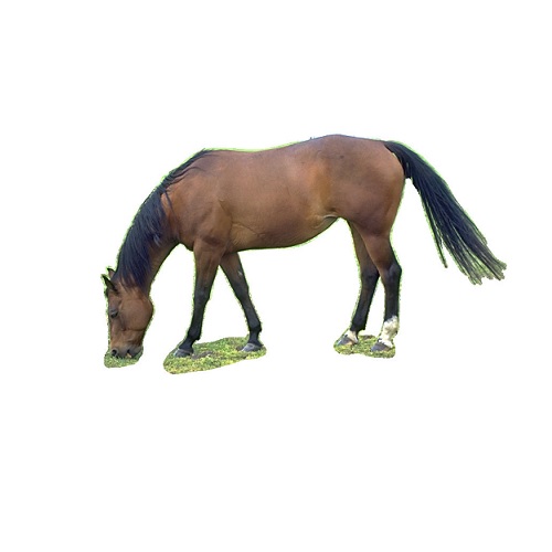 horse