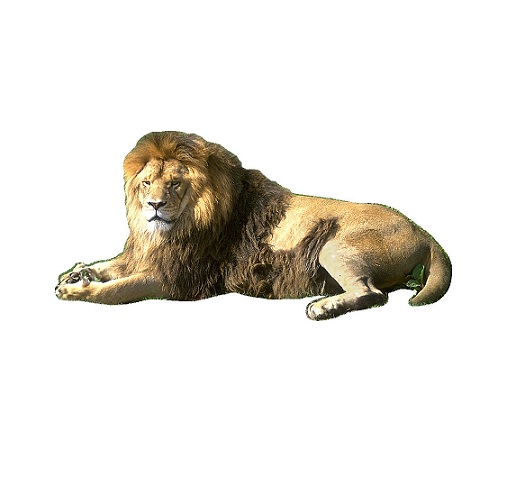 lion.jpg