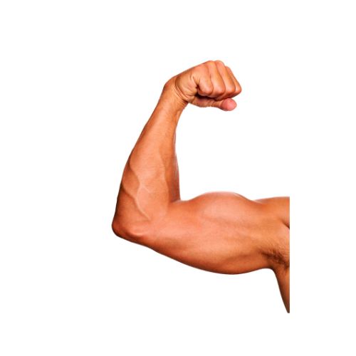 muscle