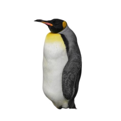 penguin