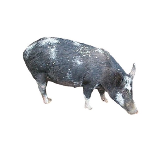 pig