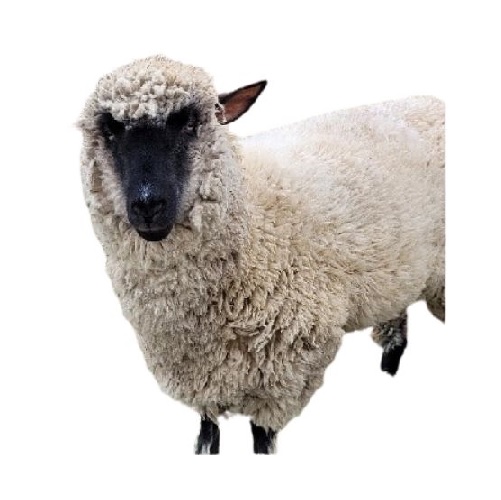 sheep