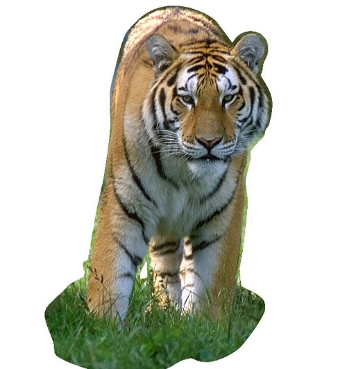 tiger