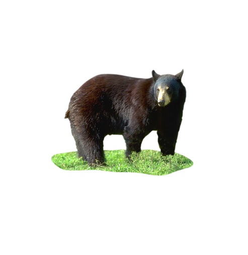 bear in verbal behavior  category