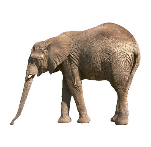 elephant in verbal behavior  category