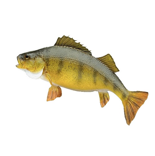 fish in verbal behavior  category