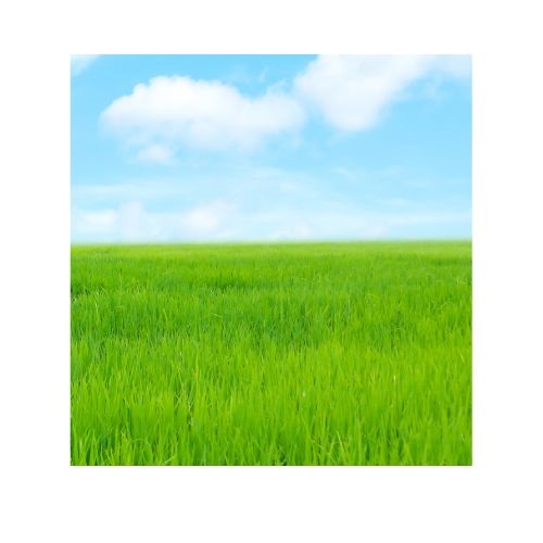 grass in verbal behavior  category