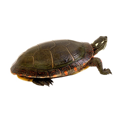 turtle in verbal behavior  category