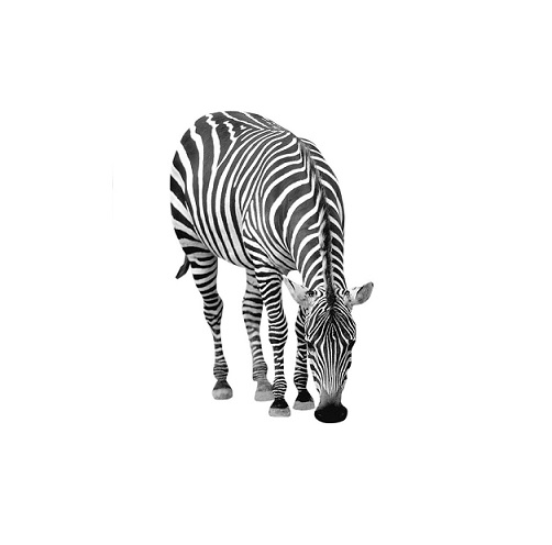 zebra in verbal behavior  category